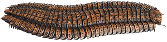 Arthropleura by Prehistorica CM