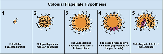 ColonialFlagellateHypothesis