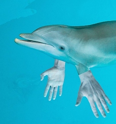 dolphin-human1
