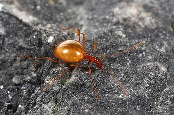 English: The blind cave beetle Leptodirus hochenwartii (fam. Leiodidae) from a cave in the Inner Carniola region, Slovenia (more precise locality not given due to conservational concerns); the animal is around 1 cm long The bright colors are partly due to the flash; under natural light, the colors are much less obvious. When the flash fires, the head and the thorax appear reddish due to reflection (its exoskeleton is very thin and almost translucent).