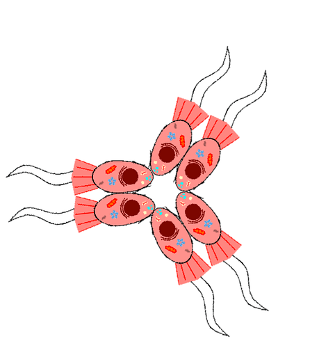 Trichobala tribozahexasomata