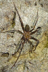 Nelson Cave Spider, Oparara basin, Karamea, New Zealand