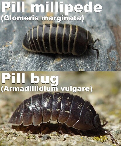 Comparison of a pill millipede (above: Glomeris marginata) and a pillbug (below: Armadillidium vulgare)
