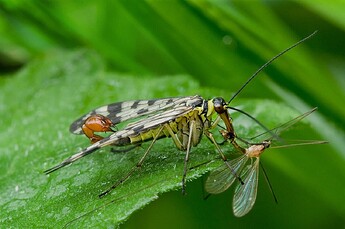 A Panorpid scorpionfly feeding on a dead insect