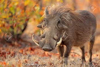 warthog