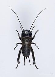 Field cricket - Female juvenile form - Dorsal side Locality: Fenouillet Haute-Garonne, France