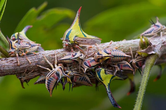 The spikes are to help them blend with plants and avoid predation.