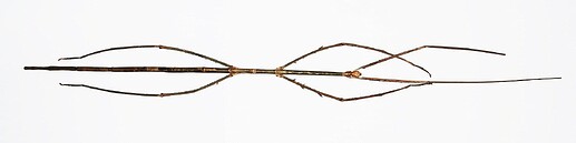 Female Phobaeticus chani, the world's second-longest insect. This species grows to a total length of 56.7 cm (22.3 in) (front legs fully extended) and body length of 35.7 cm (14.1 in).[2]