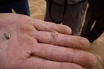 Wheel spider (Carparachne aureoflava) in Namibia