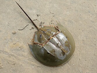 A female Indo-Pacific horseshoe crab, photographed in the West Bengal-Odisha coastal region on the Indian coastline of the Bay of Bengal. It was carried by a local fisher man from the seabed to the coast by mistake. This specimen was alive when photographed.