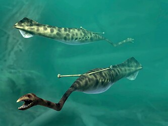 A group of Tully Monsters (Tullimonstrum gregarium) swimming. Nobumichi Tamura/Stocktrek Images/Getty Images