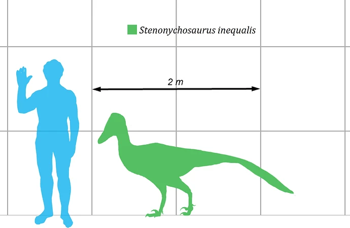 Stenonychosaurus-scale