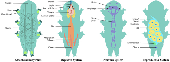 tardigrade-anatomy