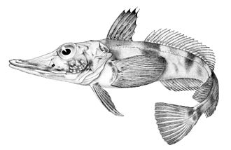 Blackfin Crocodile Icefish