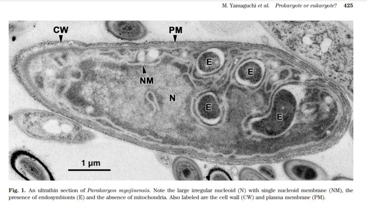Myojin parakaryote1