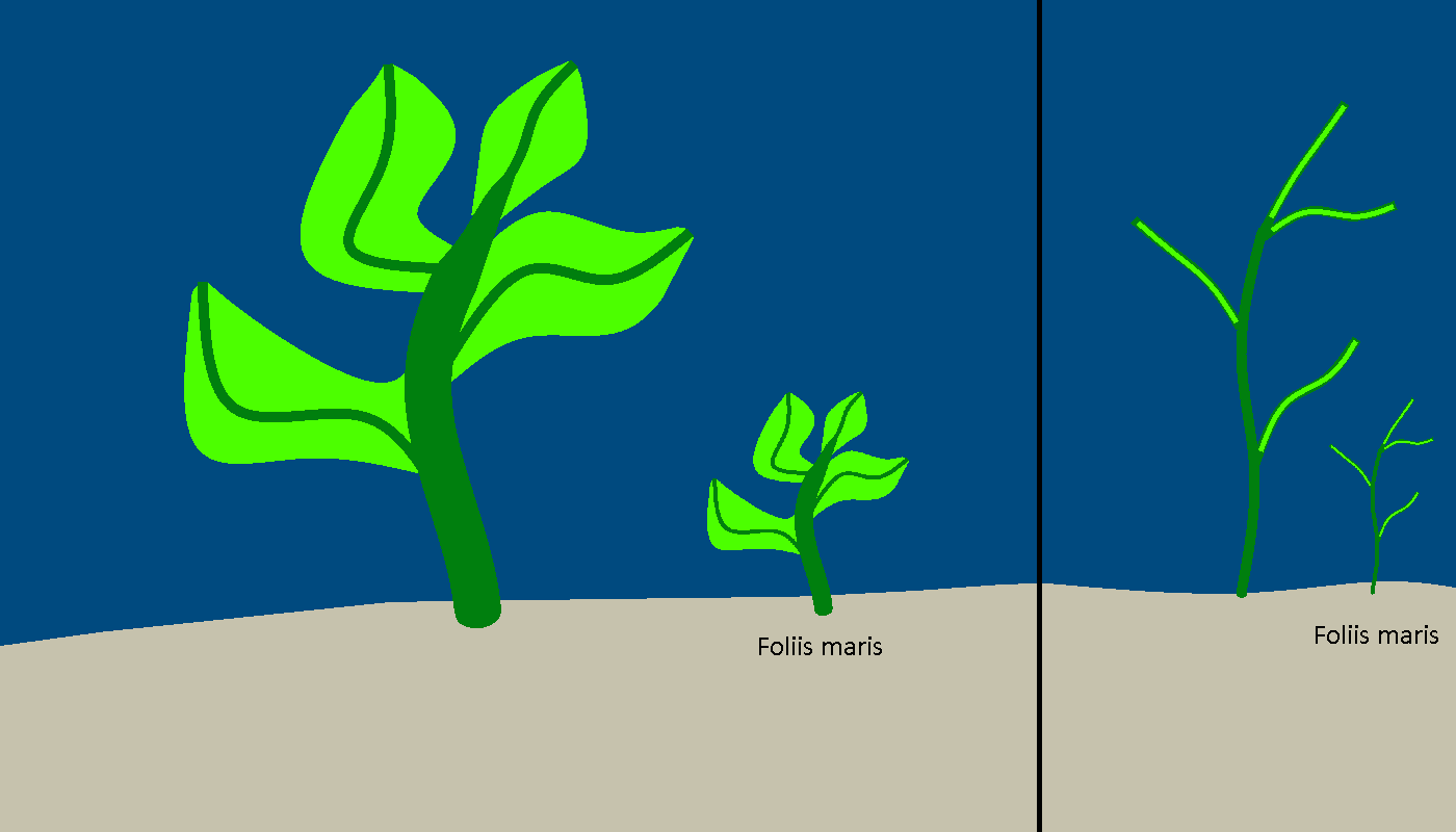 Alga maris