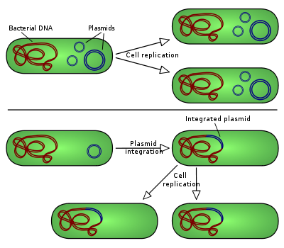 400px-Plasmid_replication_(english).svg